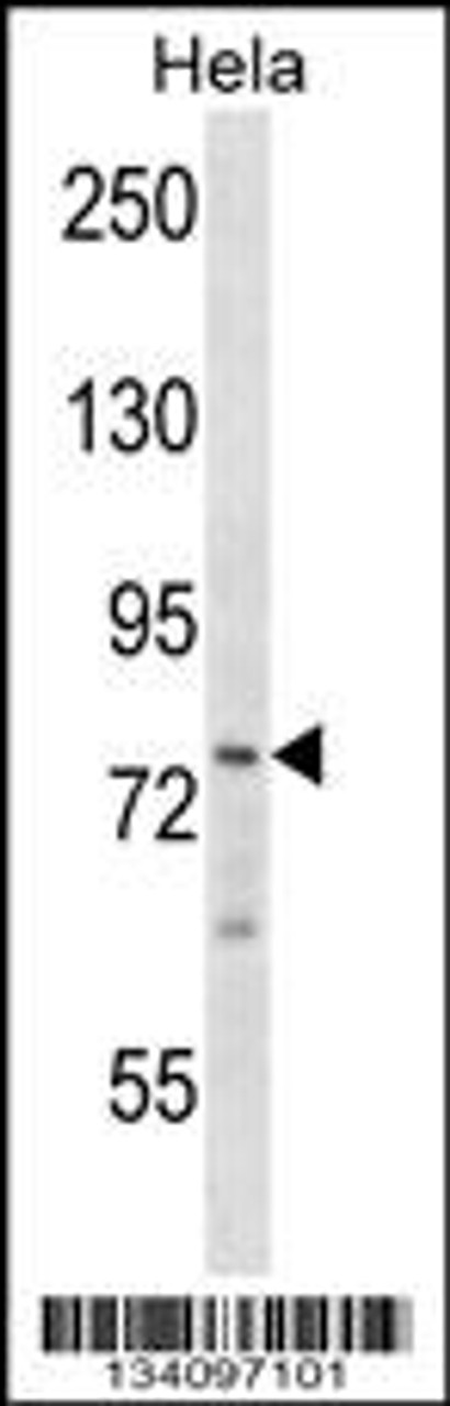 Western blot analysis in Hela cell line lysates (35ug/lane) .