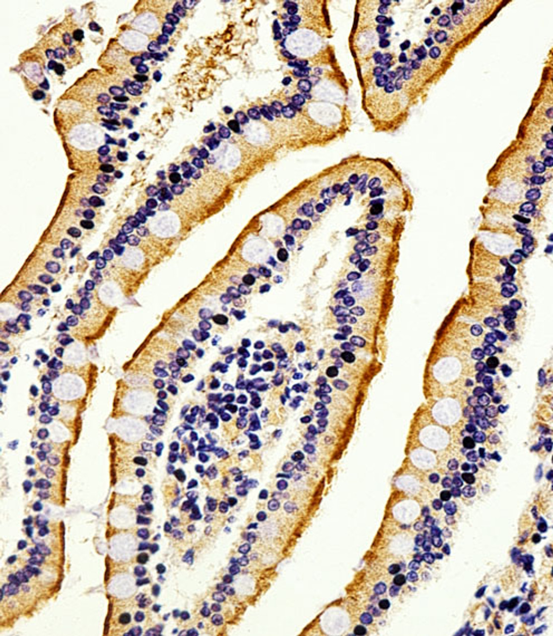 Immunohistochemical analysis of paraffin-embedded H. small intestine section using Alkaline Phosphatase (ALPI) Antibody . Antibody was diluted at 1:100 dilution. A peroxidase-conjugated goat anti-rabbit IgG at 1:400 dilution was used as the secondary antibody, followed by DAB staining.