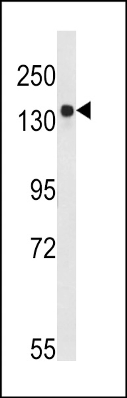 Western blot analysis of ARIDB3 Antibody in K562 cell line lysates (35ug/lane)