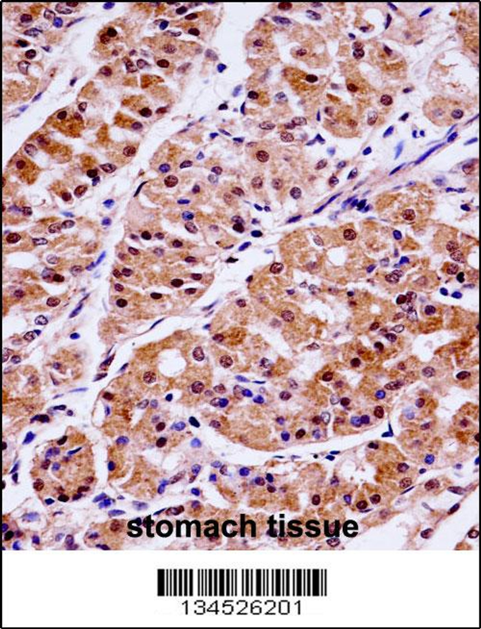 KLK15 Antibody immunohistochemistry analysis in formalin fixed and paraffin embedded human stomach tissue followed by peroxidase conjugation of the secondary antibody and DAB staining.