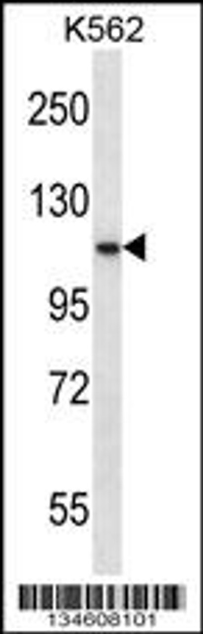 Western blot analysis in K562 cell line lysates (35ug/lane) .