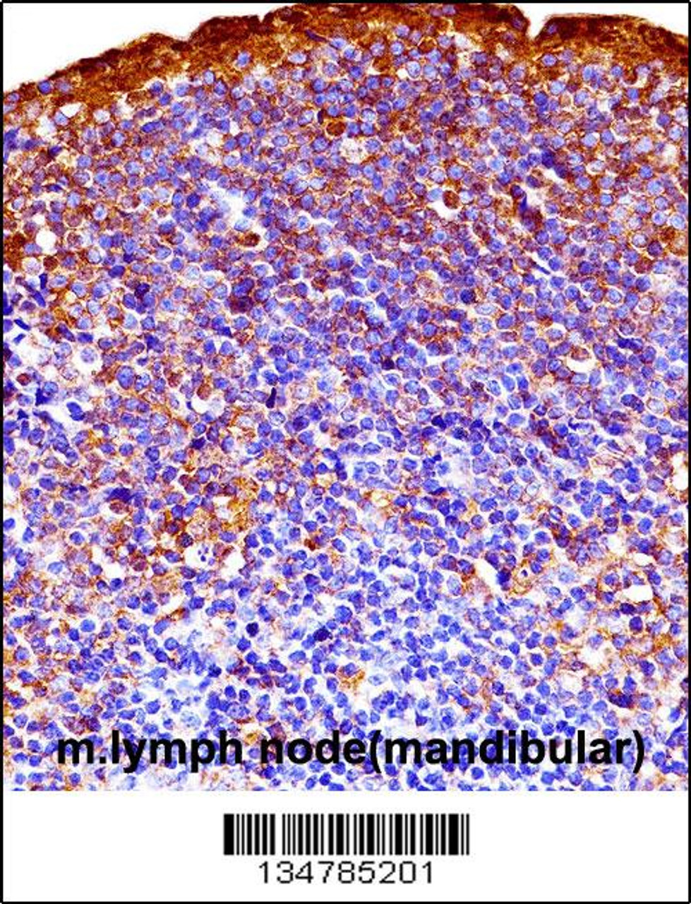 Mouse Gsk3a Antibody immunohistochemistry analysis in formalin fixed and paraffin embedded mouse lymph node (mandibular) followed by peroxidase conjugation of the secondary antibody and DAB staining.