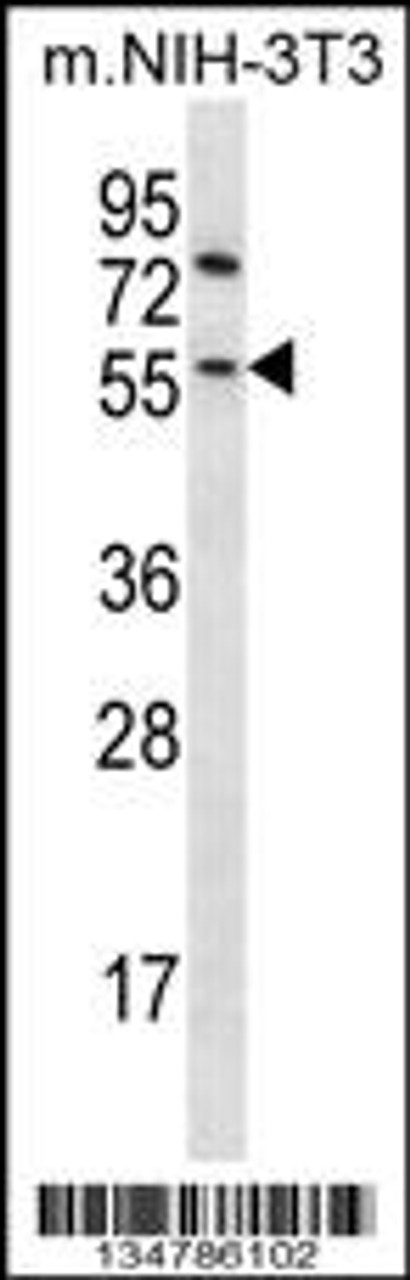 Western blot analysis in mouse NIH-3T3 cell line lysates (35ug/lane) .