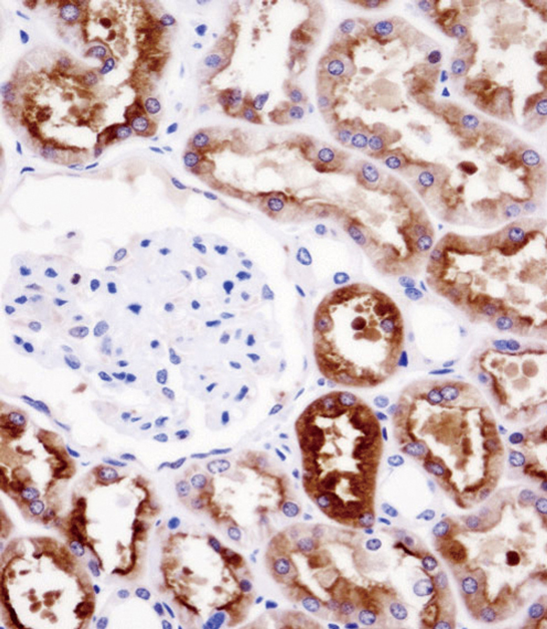 PDZK1 Antibody immunohistochemistry analysis in formalin fixed and paraffin embedded human kidney tissue followed by peroxidase conjugation of the secondary antibody and DAB staining.
