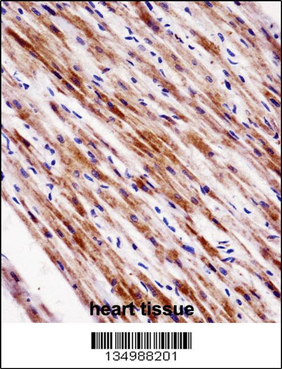 NR1D2 Antibody immunohistochemistry analysis in formalin fixed and paraffin embedded human heart tissue followed by peroxidase conjugation of the secondary antibody and DAB staining.