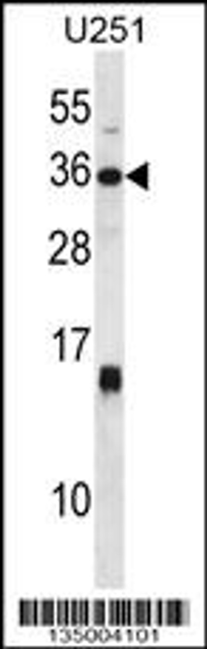 Western blot analysis in U251 cell line lysates (35ug/lane) .