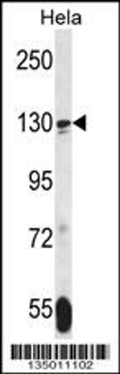 Western blot analysis in Hela cell line lysates (35ug/lane) .