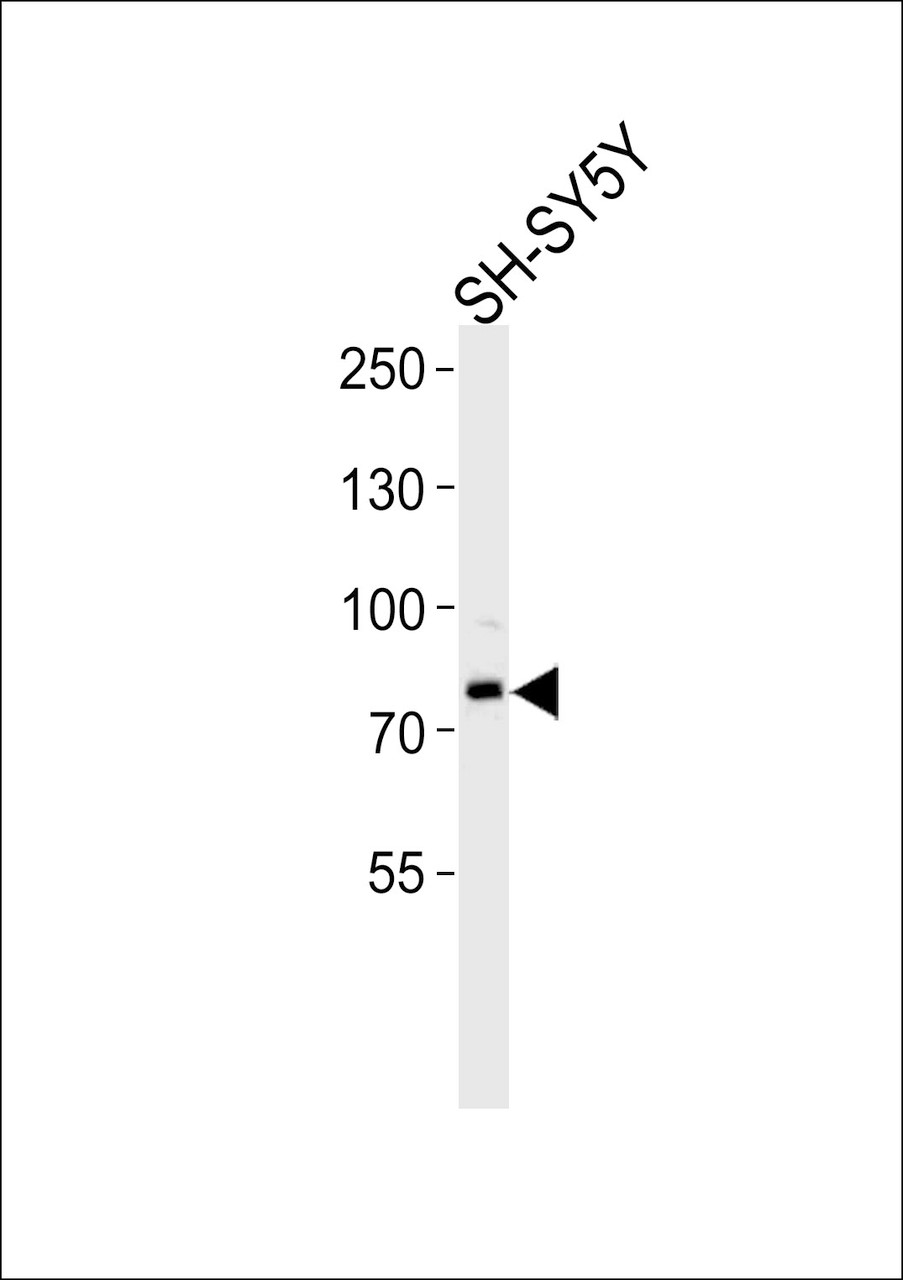 Western blot analysis in SH-SY5Y cell line lysates (35ug/lane) .