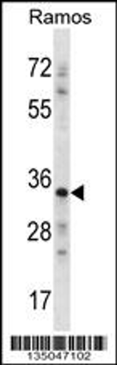 Western blot analysis in Ramos cell line lysates (35ug/lane) .