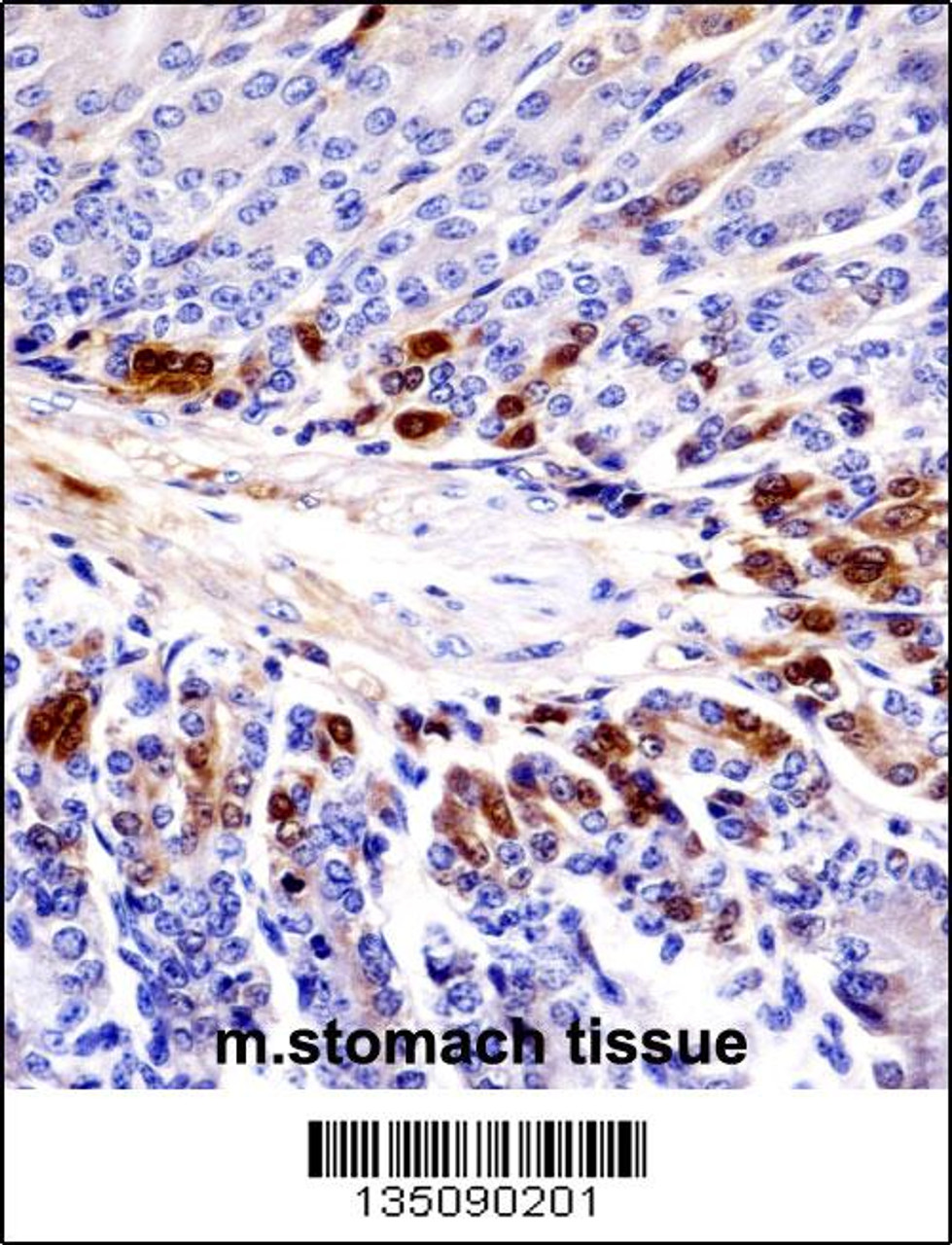 Mouse Sgk269 Antibody immunohistochemistry analysis in formalin fixed and paraffin embedded mouse stomach tissue followed by peroxidase conjugation of the secondary antibody and DAB staining.