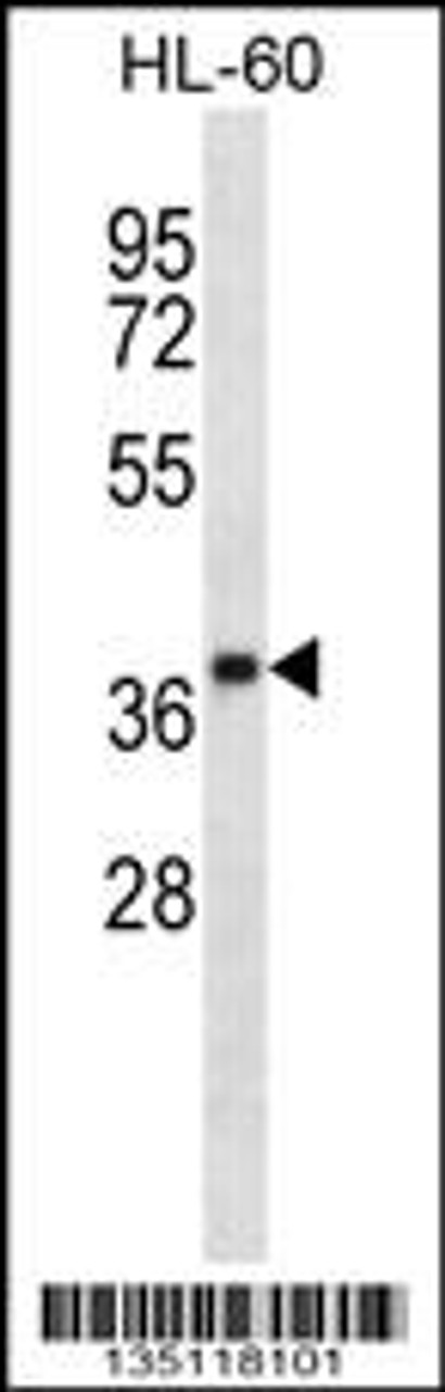 Western blot analysis in HL-60 cell line lysates (35ug/lane) .