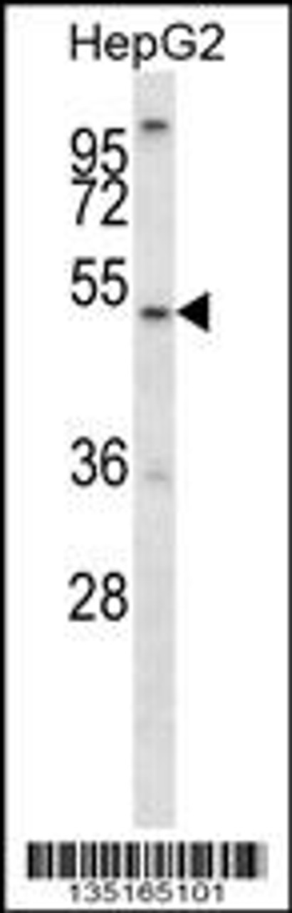 Western blot analysis in HepG2 cell line lysates (35ug/lane) .