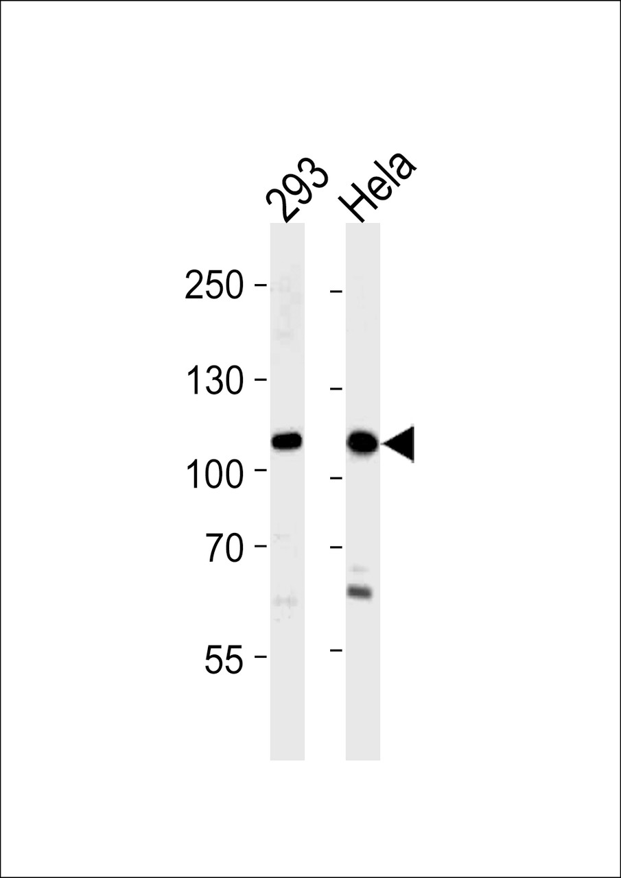 Western blot analysis in 293, Hela cell line lysates (35ug/lane) .