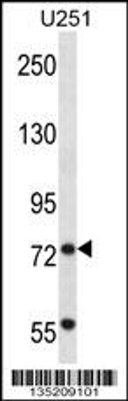 Western blot analysis in U251 cell line lysates (35ug/lane) .