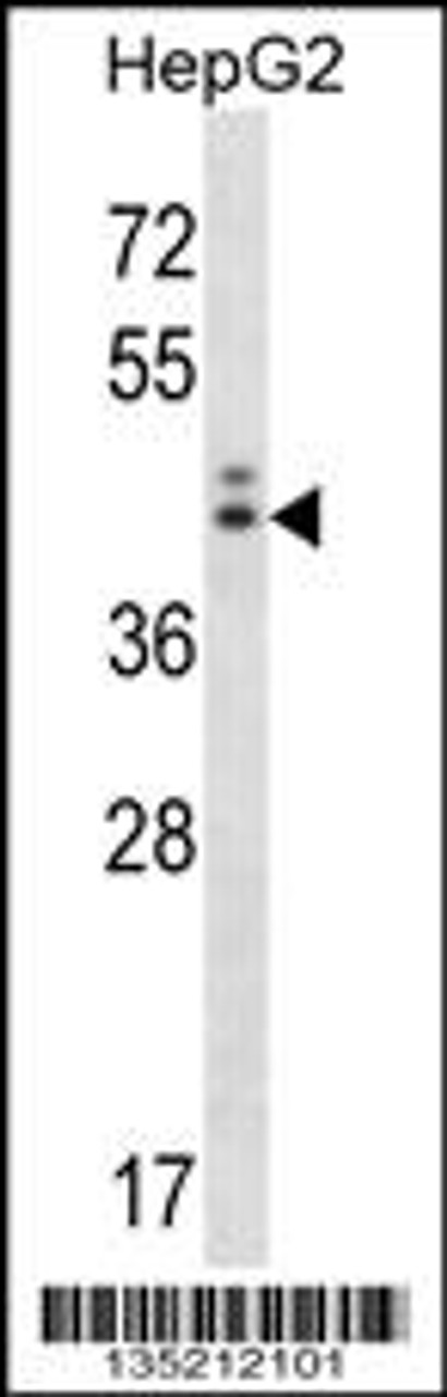 Western blot analysis in HepG2 cell line lysates (35ug/lane) .