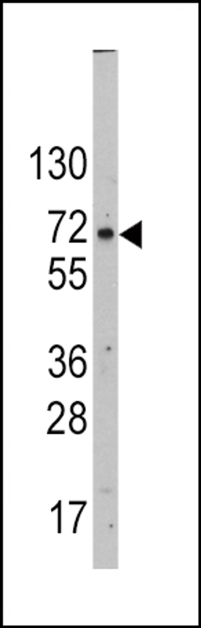 Western blot analysis of SLC2A2 Antibody in HepG2 cell line lysates (35ug/lane)