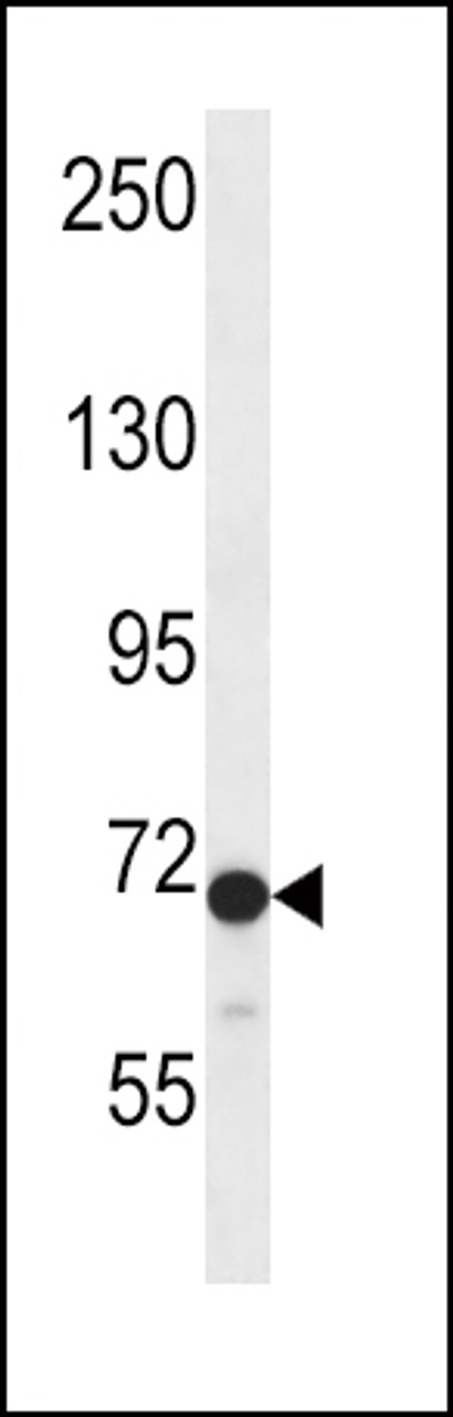 Western blot analysis in CEM cell line lysates (35ug/lane) .