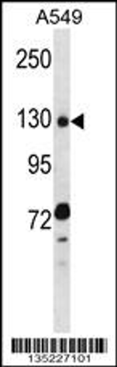 Western blot analysis in A549 cell line lysates (35ug/lane) .