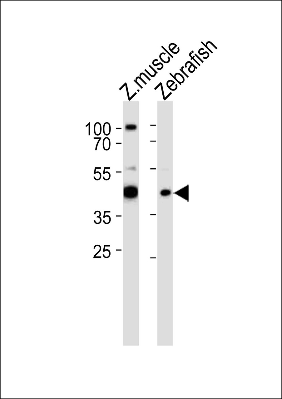 Western blot analysis of lysates from zebra fish muscle, Zebrafish tissue lysate (from left to right) , using RBM22 Antibody at 1:1000 at each lane.