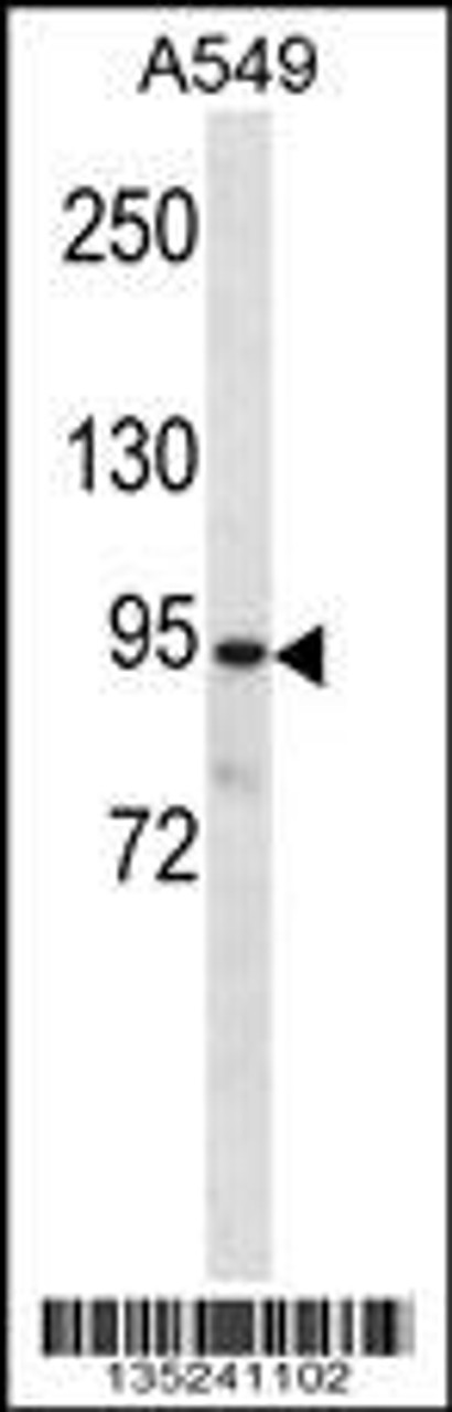 Western blot analysis in A549 cell line lysates (35ug/lane) .