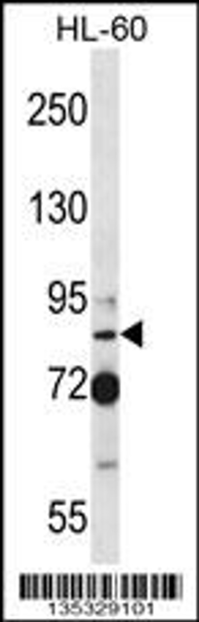 Western blot analysis in HL-60 cell line lysates (35ug/lane) .