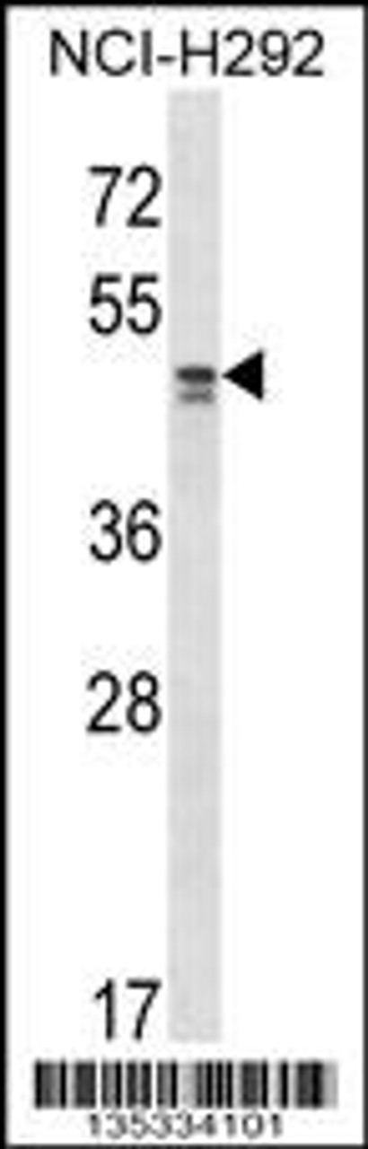 Western blot analysis in NCI-H292 cell line lysates (35ug/lane) .