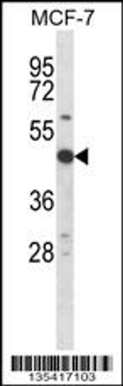 Western blot analysis in MCF-7 cell line lysates (35ug/lane) .