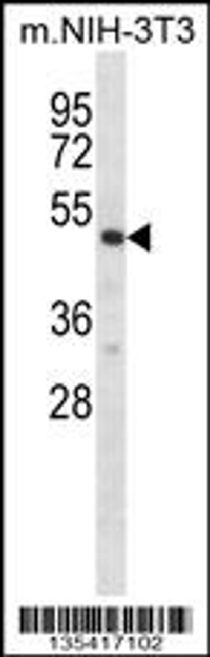 Western blot analysis in mouse NIH-3T3 cell line lysates (35ug/lane) .