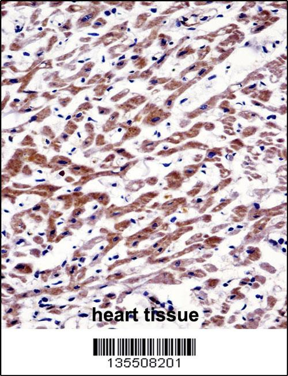 MOV10 Antibody immunohistochemistry analysis in formalin fixed and paraffin embedded human heart tissue followed by peroxidase conjugation of the secondary antibody and DAB staining.