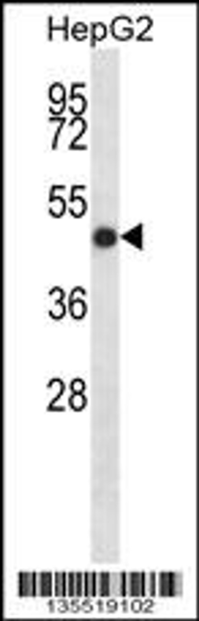 Western blot analysis in HepG2 cell line lysates (35ug/lane) .