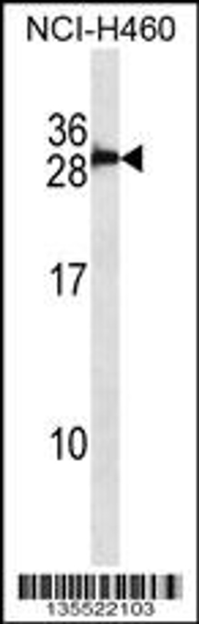 Western blot analysis in NCI-H460 cell line lysates (35ug/lane) .