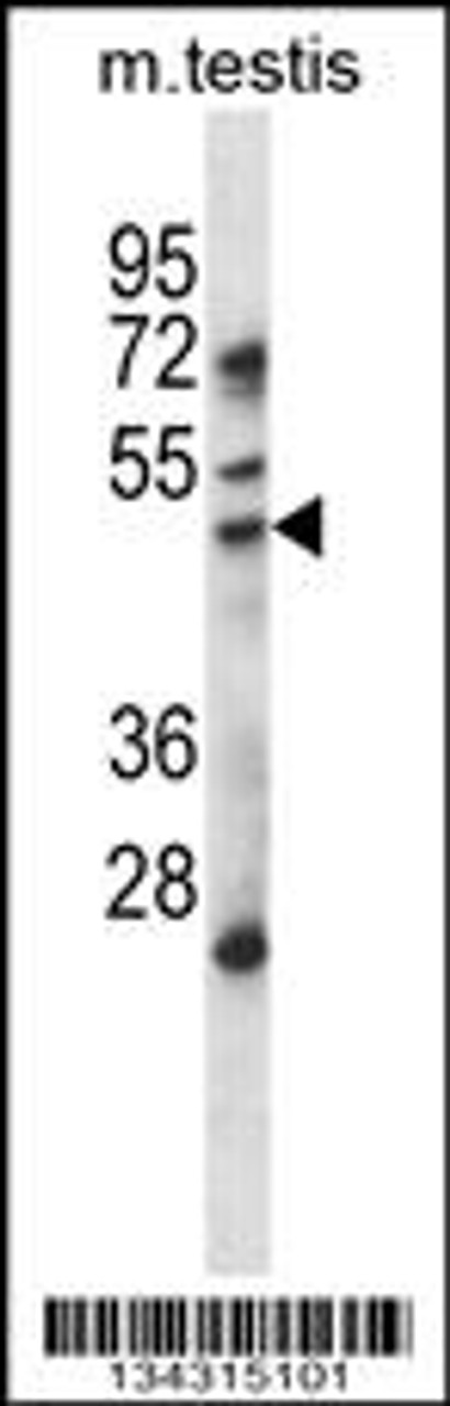 Western blot analysis in mouse testis tissue lysates (35ug/lane) .