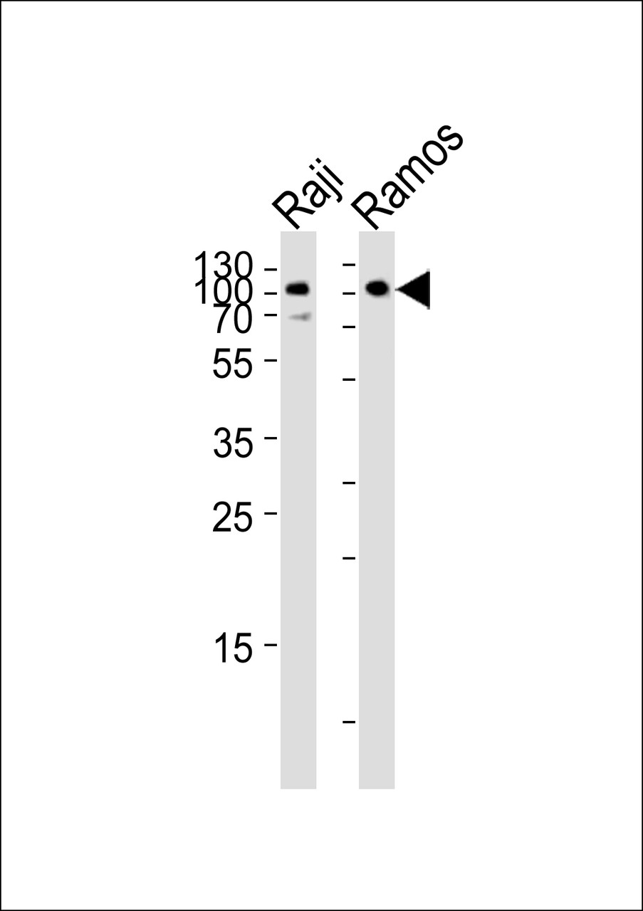 Western blot analysis of lysates from Raji, Ramos cell line (from left to right) , using CD19 Antibody at 1:1000 at each lane.