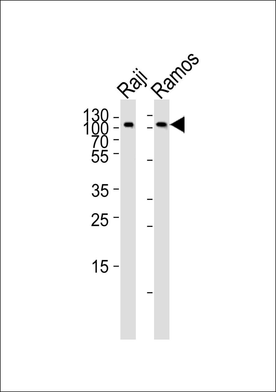 Western blot analysis of lysates from Raji, Ramos cell line (from left to right) , using CD19 Antibody at 1:1000 at each lane.