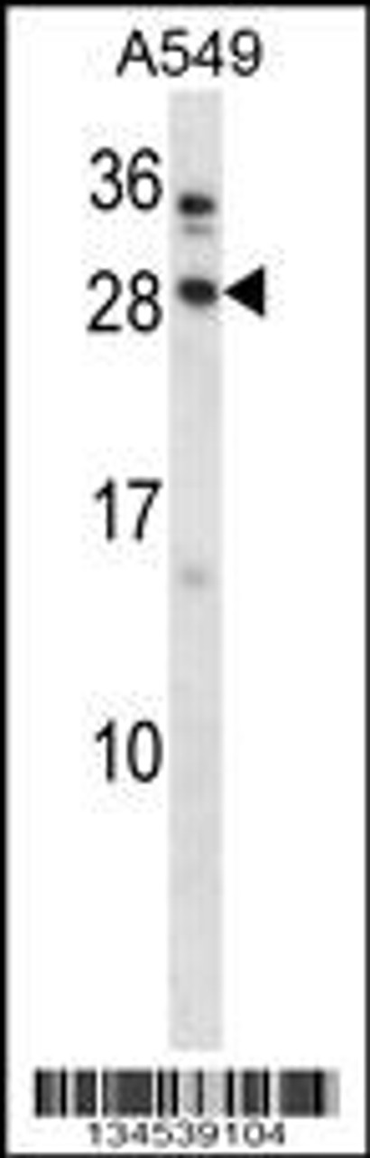 Western blot analysis in A549 cell line lysates (35ug/lane) .