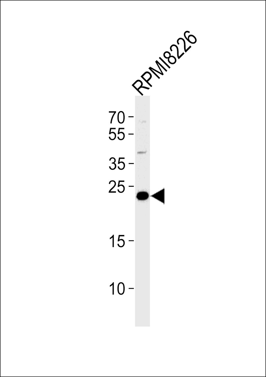 Western blot analysis in RPMI8226 cell line lysates (35ug/lane) .