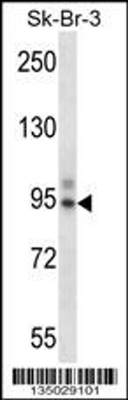 Western blot analysis in SK-BR-3 cell line lysates (35ug/lane) .