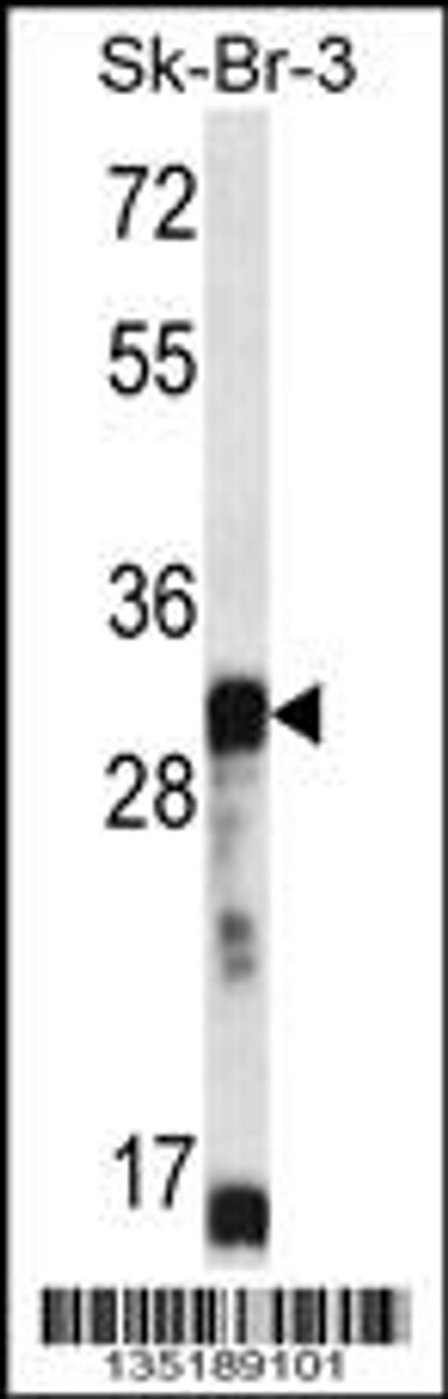 Western blot analysis in SK-BR-3 cell line lysates (35ug/lane) .