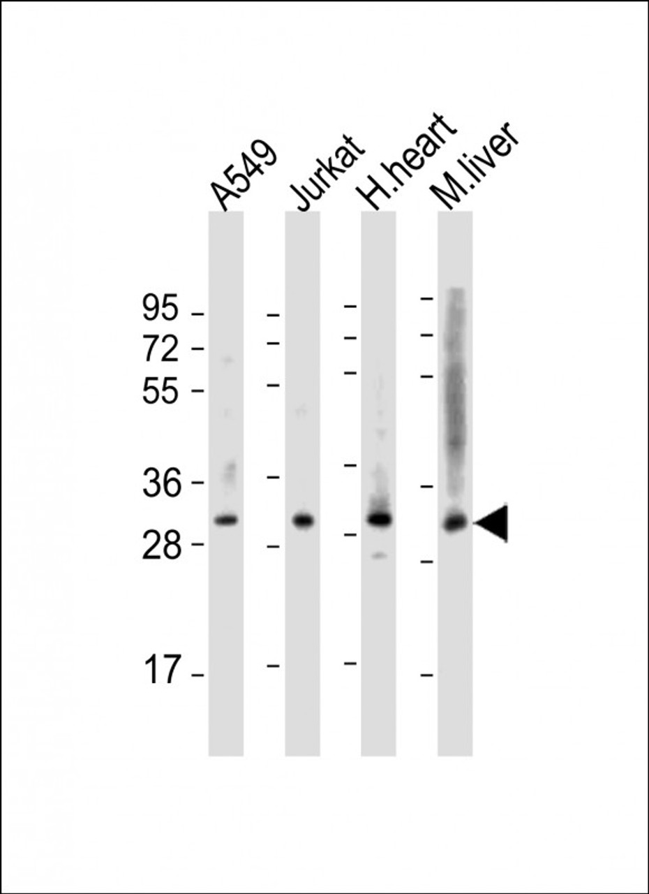 Western Blot at 1:2000 dilution Lane 1: A549 whole cell lysate Lane 2: Jurkat whole cell lysate Lane 3: human heart lysate Lane 4: mouse liver lysate Lysates/proteins at 20 ug per lane.