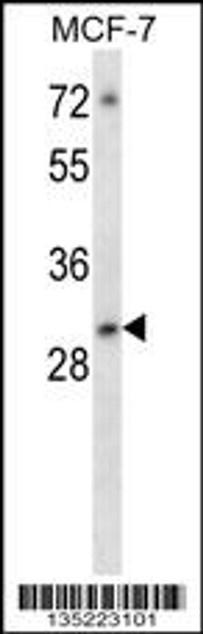 Western blot analysis in MCF-7 cell line lysates (35ug/lane) .