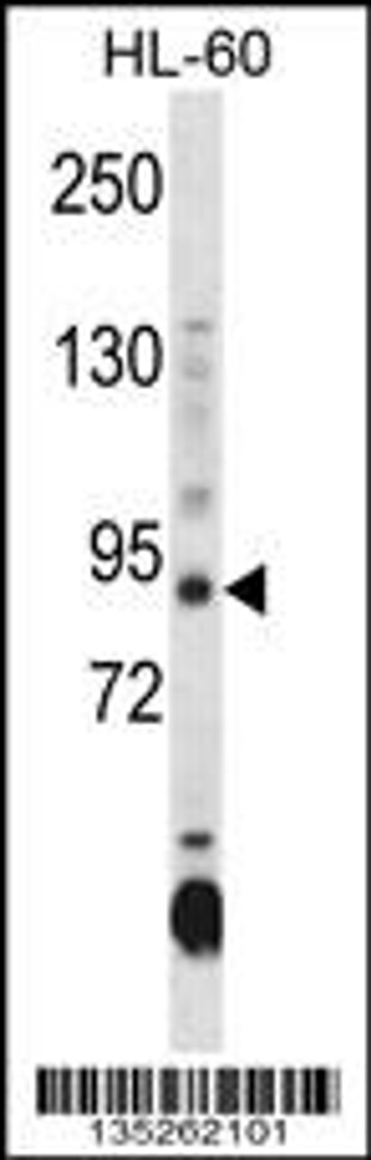 Western blot analysis in HL-60 cell line lysates (35ug/lane) .This demonstrates the DNMT3A antibody detected the DNMT3A protein (arrow) .