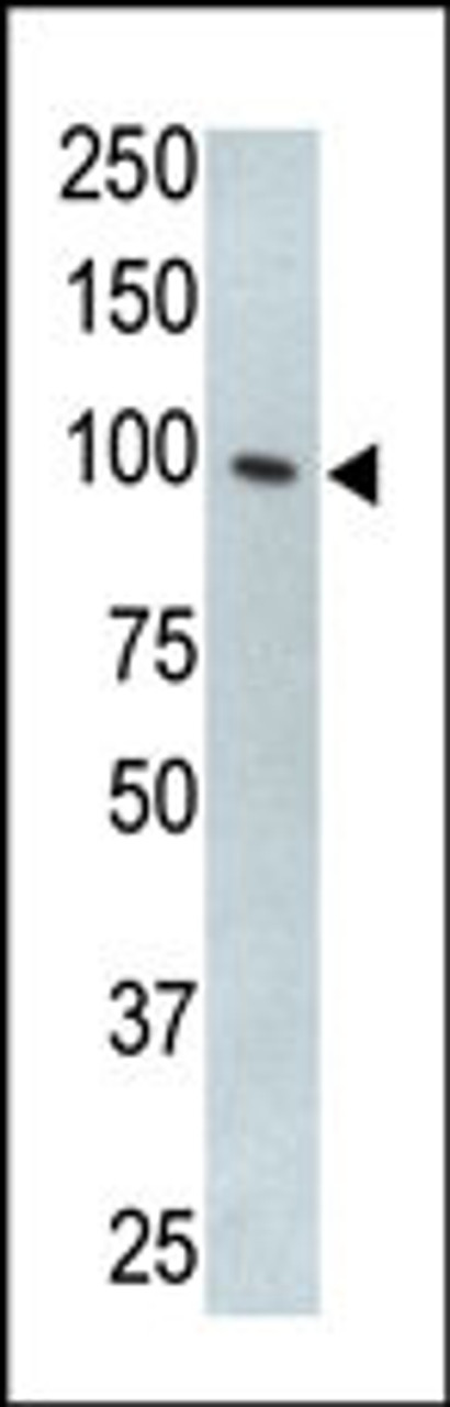 Antibody is used in Western blot to detect TLR5 in HL60 cell lysate.