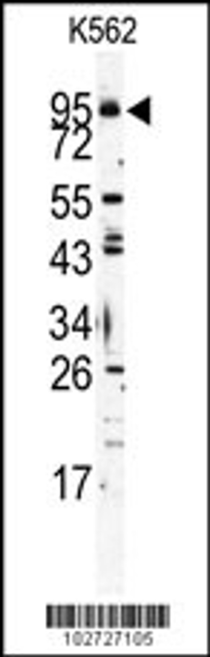 Western blot analysis of Mouse TLR6 Antibody in K562 cell line lysates (35ug/lane)