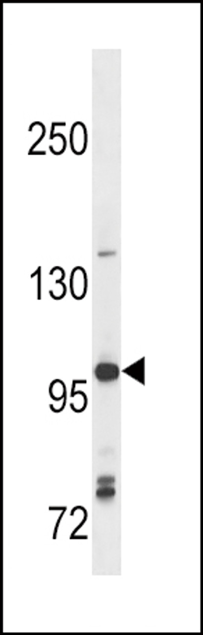 Western blot analysis in Ramos cell line lysates (35ug/lane) .
