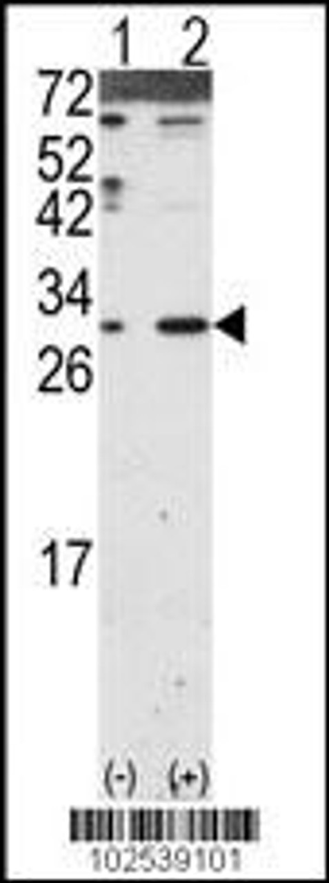 Western blot analysis of DKK2 using DKK2 Antibody using 293 cell lysates (2 ug/lane) either nontransfected (Lane 1) or transiently transfected with the DKK2 gene (Lane 2) .