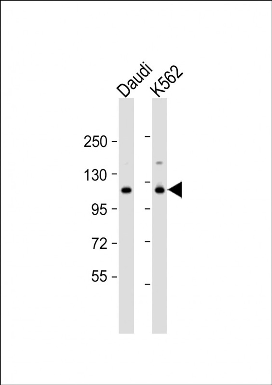 Western Blot at 1:1000 dilution Lane 1: Daudi whole cell lysate Lane 2: K562 whole cell lysate Lysates/proteins at 20 ug per lane.