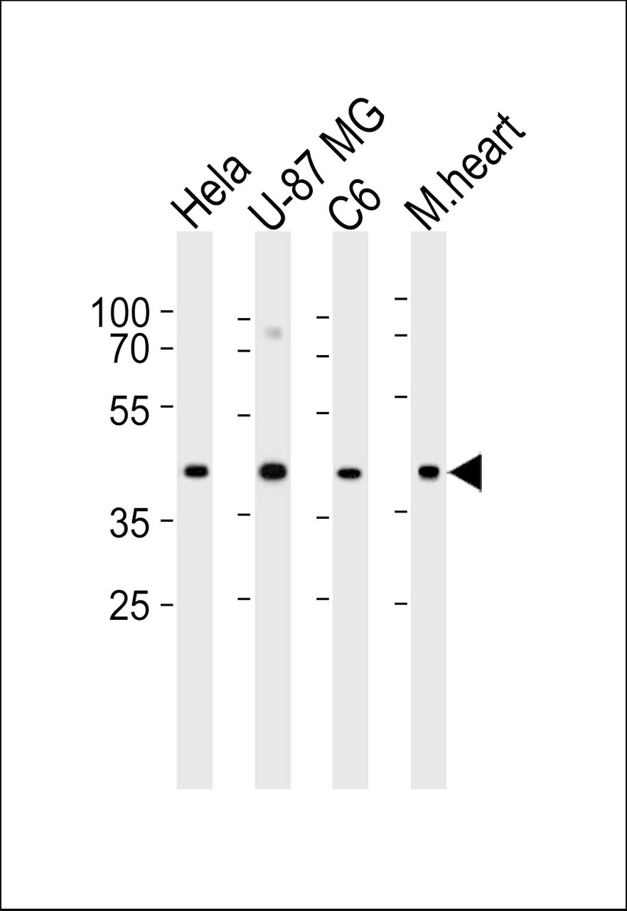 Western blot analysis of lysates from Hela, U-87 MG, C6 cell line and mouse heart tissue lysate (from left to right) , using GJA1 Antibody (N121) at 1:1000 at each lane.