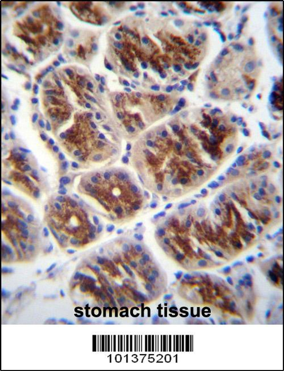 Connexin 37 Antibody (GJA4) immunohistochemistry analysis in formalin fixed and paraffin embedded human stomach tissue followed by peroxidase conjugation of the secondary antibody and DAB staining.This data demonstrates the use of Connexin 37 Antibody (GJA4) for immunohistochemistry.