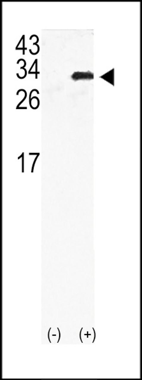 Western blot analysis of GJB6 using rabbit polyclonal GJB6 Antibody using 293 cell lysates (2 ug/lane) either nontransfected (Lane 1) or transiently transfected with the GJB6gene (Lane 2) .