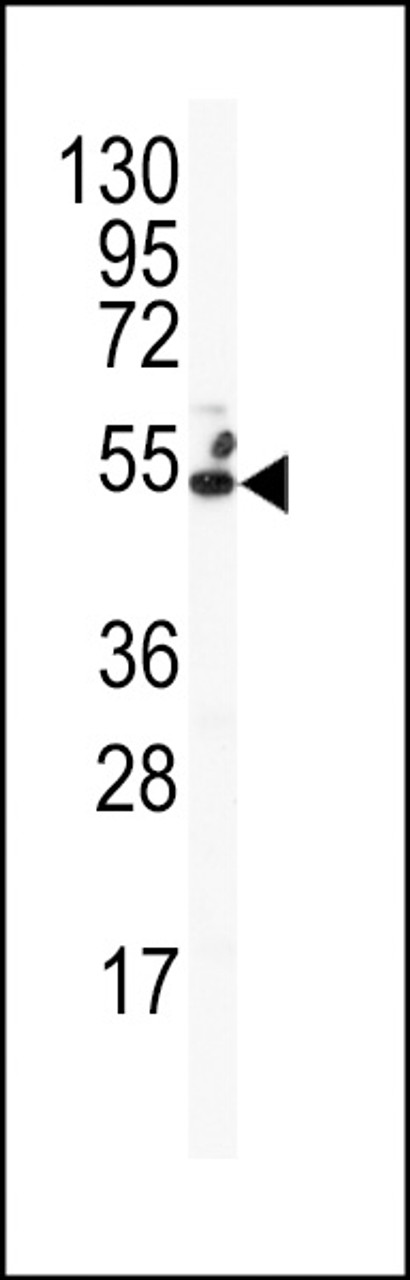 Western blot analysis of anti-GJA8 Antibody in HepG2 cell line lysates (35ug/lane)